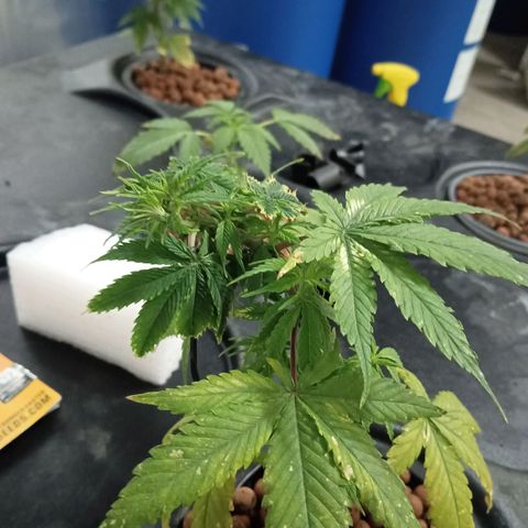 JHA #1 growlog timeline photo