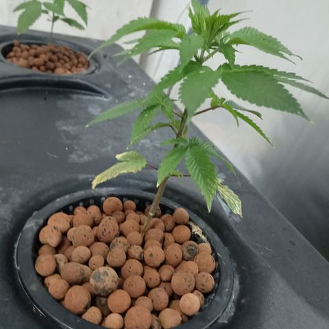 JHA #2 growlog timeline photo