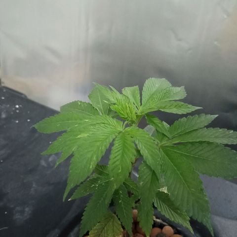 JHA #2 growlog timeline photo