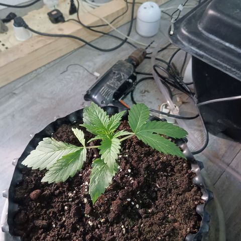 Holy Grail Kush growlog photo: All seems good