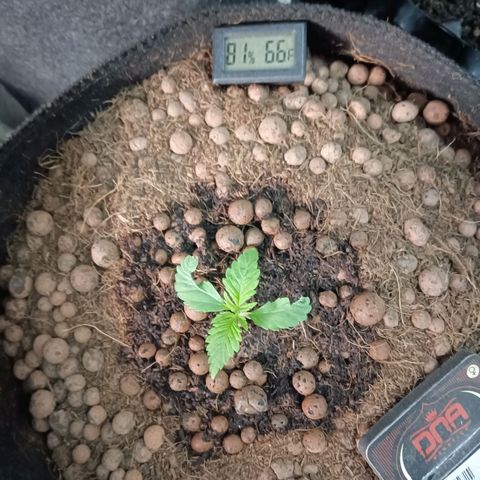 Holy Grail Kush growlog photo: All seems good