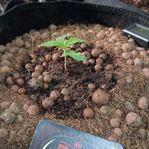 Holy Grail Kush growlog photo: All seems good
