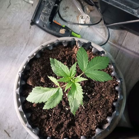 Holy Grail Kush growlog photo: All seems good