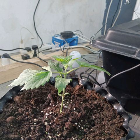 Holy Grail Kush growlog photo: All seems good