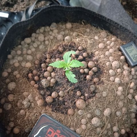 Holy Grail Kush growlog photo: All seems good