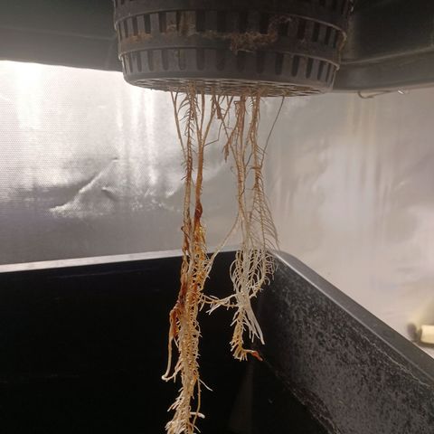 Gorilla Glue Auto growlog timeline photo