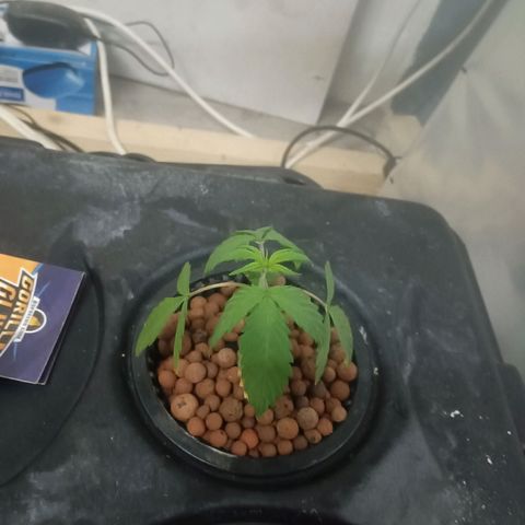 Gorilla Glue Auto growlog timeline photo