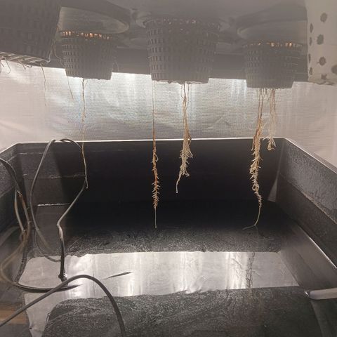 Gorilla Glue Auto growlog timeline photo
