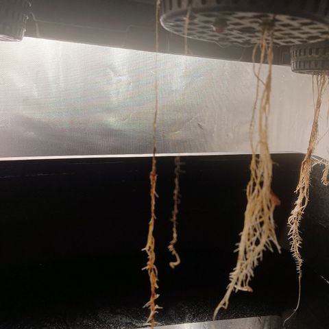 Gorilla Glue Auto growlog timeline photo