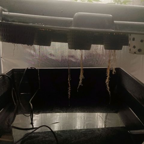 Gorilla Glue Auto growlog timeline photo