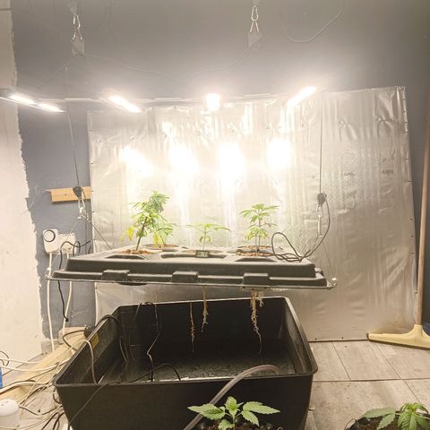 Gorilla Glue Auto growlog timeline photo