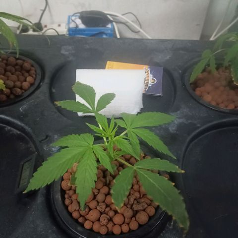 Gorilla Glue Auto growlog timeline photo