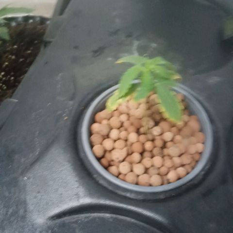 Gorilla Glue Auto growlog timeline photo