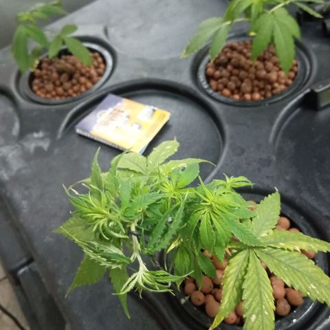 JHA #1 growlog photo: New growth seems to be popping up plus slight defoliation 