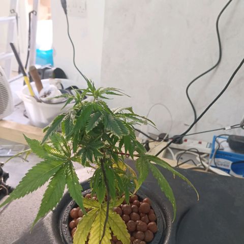 JHA #1 growlog photo: New growth seems to be popping up plus slight defoliation 