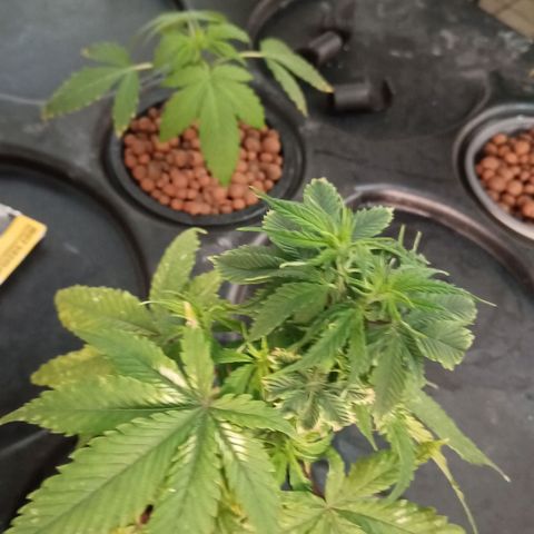 JHA #1 growlog photo: New growth seems to be popping up plus slight defoliation 