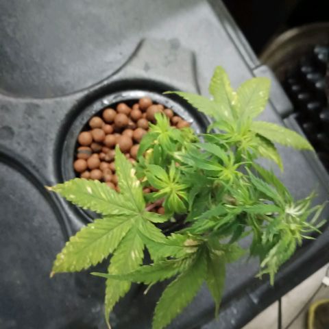 JHA #1 growlog photo: New growth seems to be popping up plus slight defoliation 