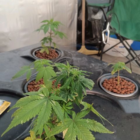 JHA #1 growlog photo: New growth seems to be popping up plus slight defoliation 