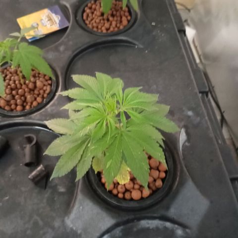 JHA #2 growlog photo: Topped 