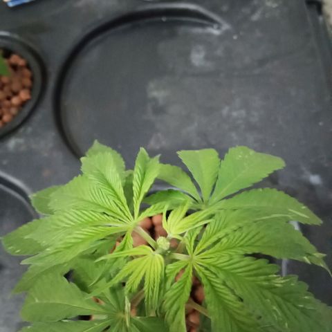 JHA #2 growlog photo: Topped 