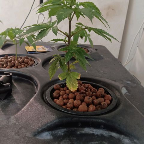 JHA #2 growlog photo: Topped 