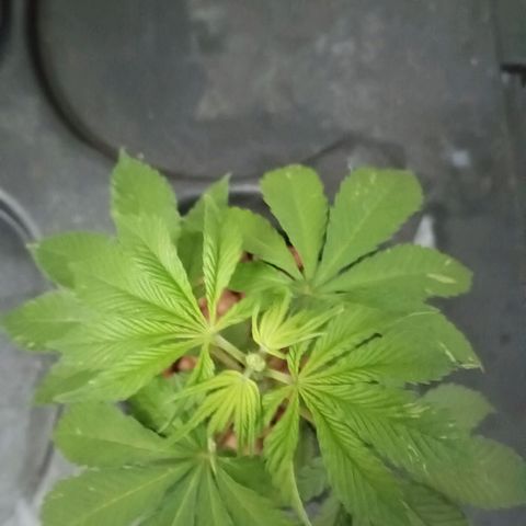 JHA #2 growlog photo: Topped 