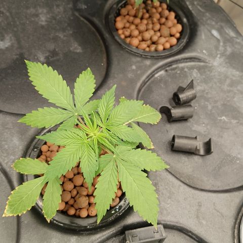 Gorilla Glue Auto growlog photo: Complete Rez change done yesterday with new ro system. Waiting for result. 