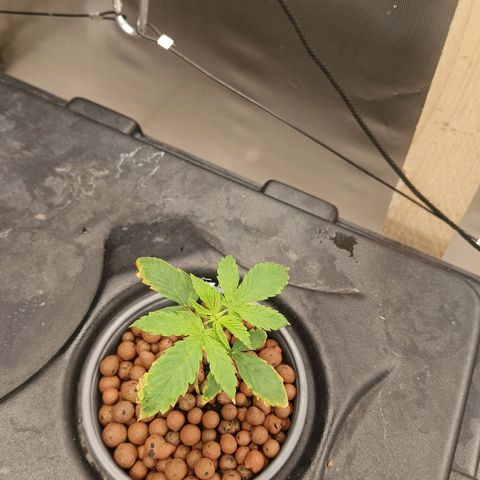 Gorilla Glue Auto growlog photo: Complete Rez change done yesterday with new ro system. Waiting for result. 