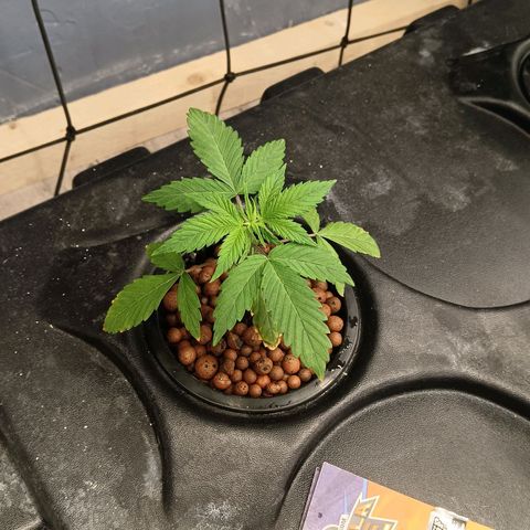 Gorilla Glue Auto growlog photo: Complete Rez change done yesterday with new ro system. Waiting for result. 