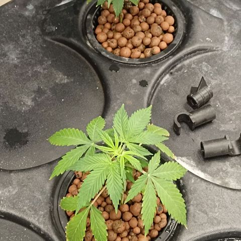 Gorilla Glue Auto growlog timeline photo