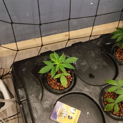 Gorilla Glue Auto growlog timeline photo
