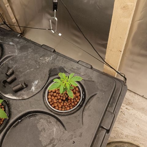 Gorilla Glue Auto growlog timeline photo