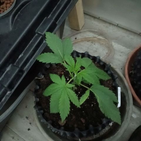 Holy Grail Kush growlog timeline photo