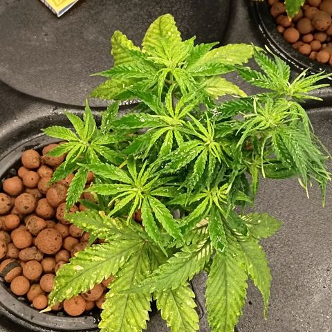 JHA #1 growlog timeline photo