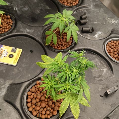 JHA #1 growlog timeline photo