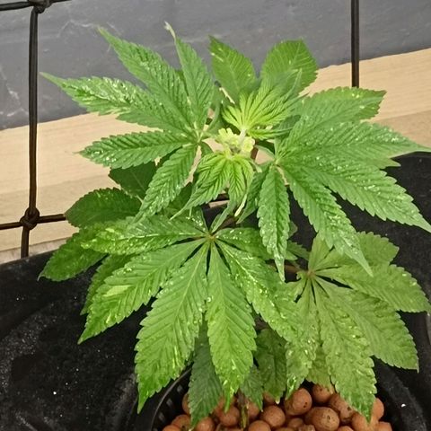 JHA #2 growlog timeline photo