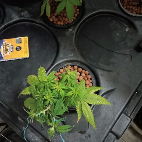 JHA #1 growlog timeline photo