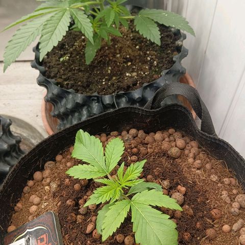 Holy Grail Kush growlog photo: 👍