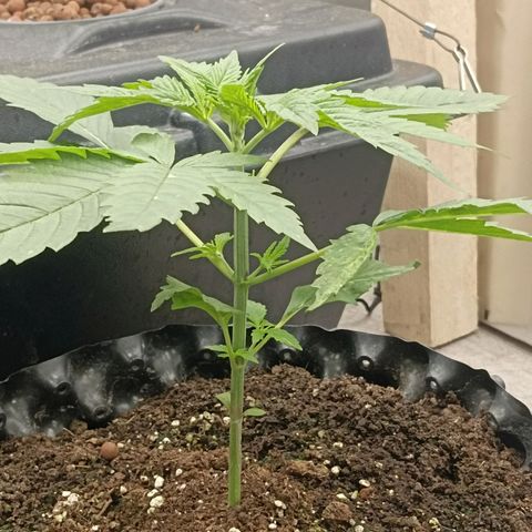 Holy Grail Kush growlog photo: 👍