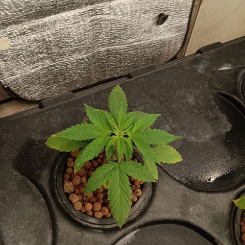 Gorilla Glue Auto growlog timeline photo