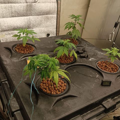 Gorilla Glue Auto growlog timeline photo