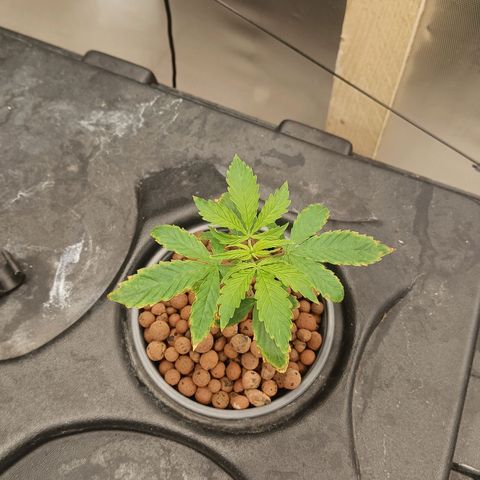 Gorilla Glue Auto growlog timeline photo