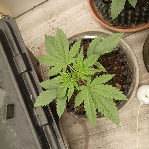 Holy Grail Kush growlog photo: 👍
