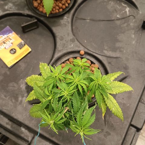 JHA #1 growlog timeline photo