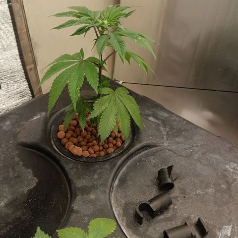 JHA #2 growlog timeline photo