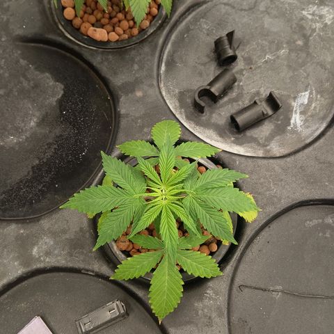 Gorilla Glue Auto growlog timeline photo