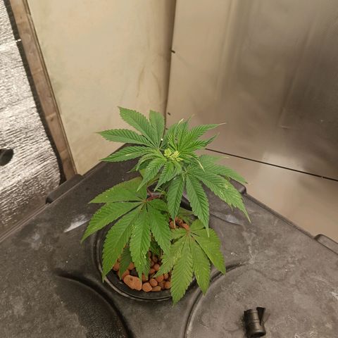JHA #2 growlog timeline photo