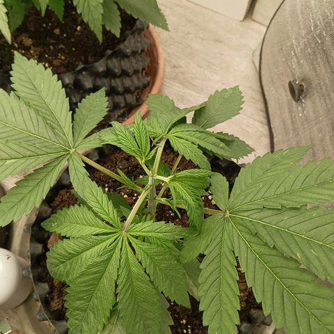 Holy Grail Kush growlog photo: Topped today