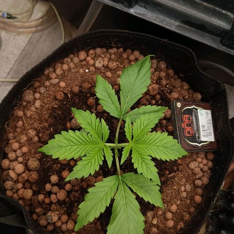 Holy Grail Kush growlog photo: Topped today