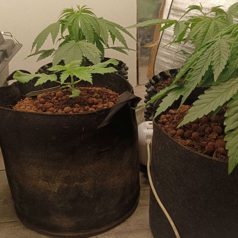 Holy Grail Kush growlog photo: Topped today